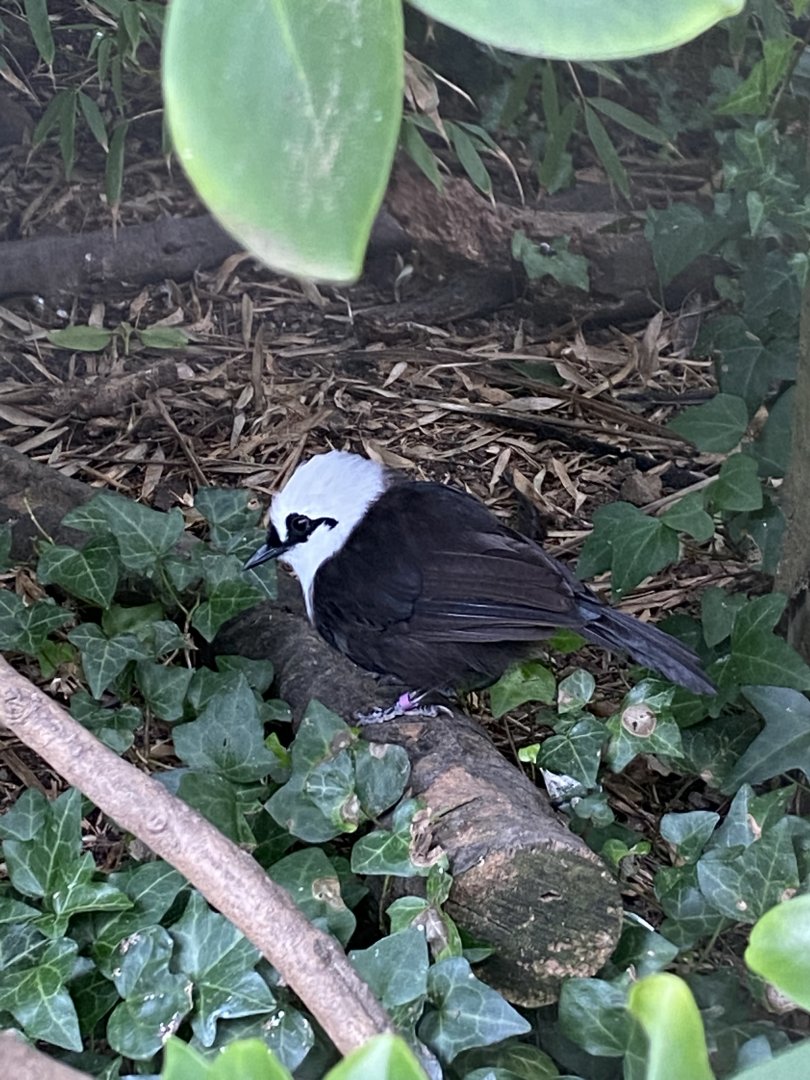 Sumatran laughingthrush 070920