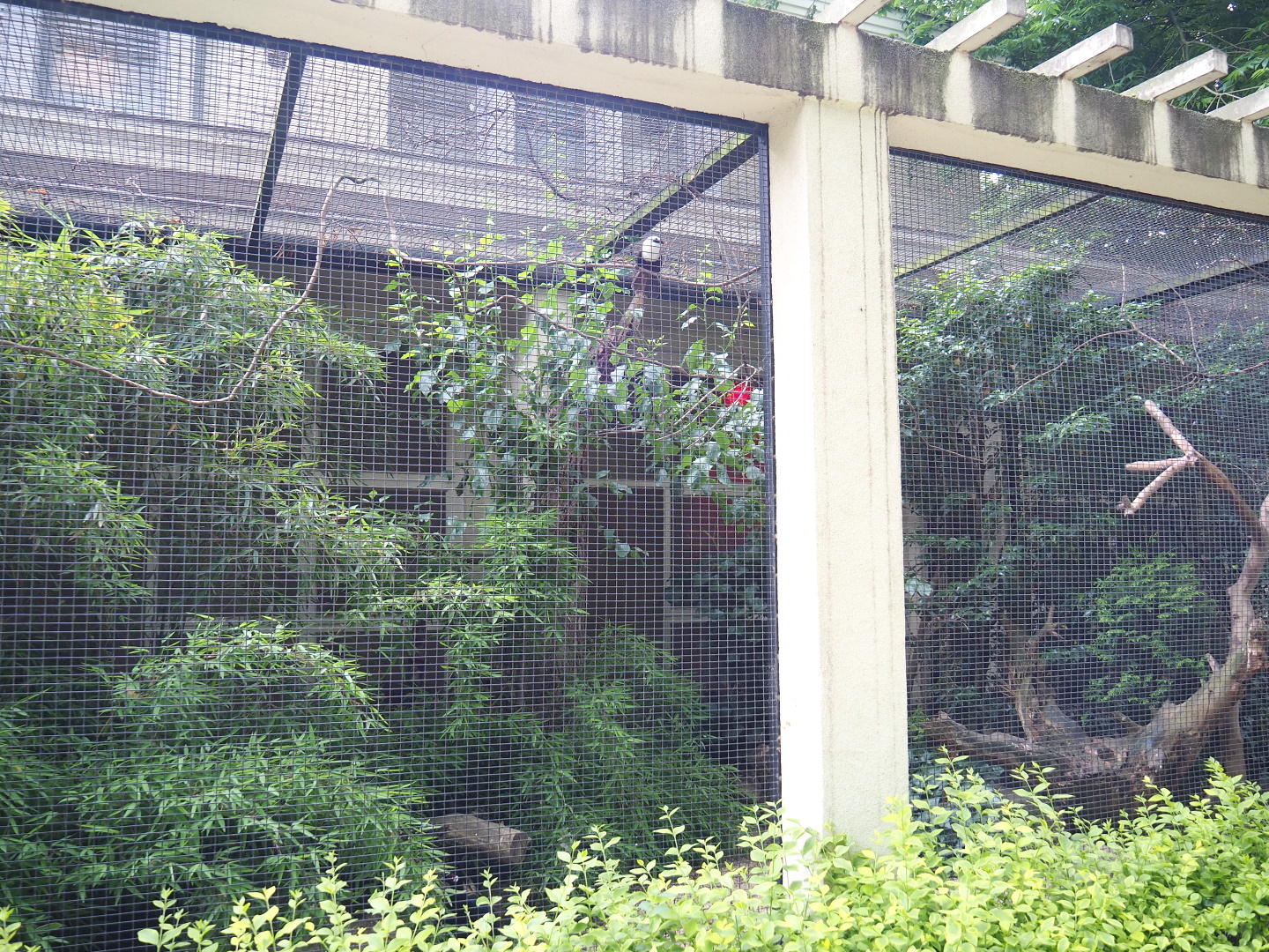 Sumatran laughingthrush and Palawan peacock-pheasant aviary, 2021-06-12