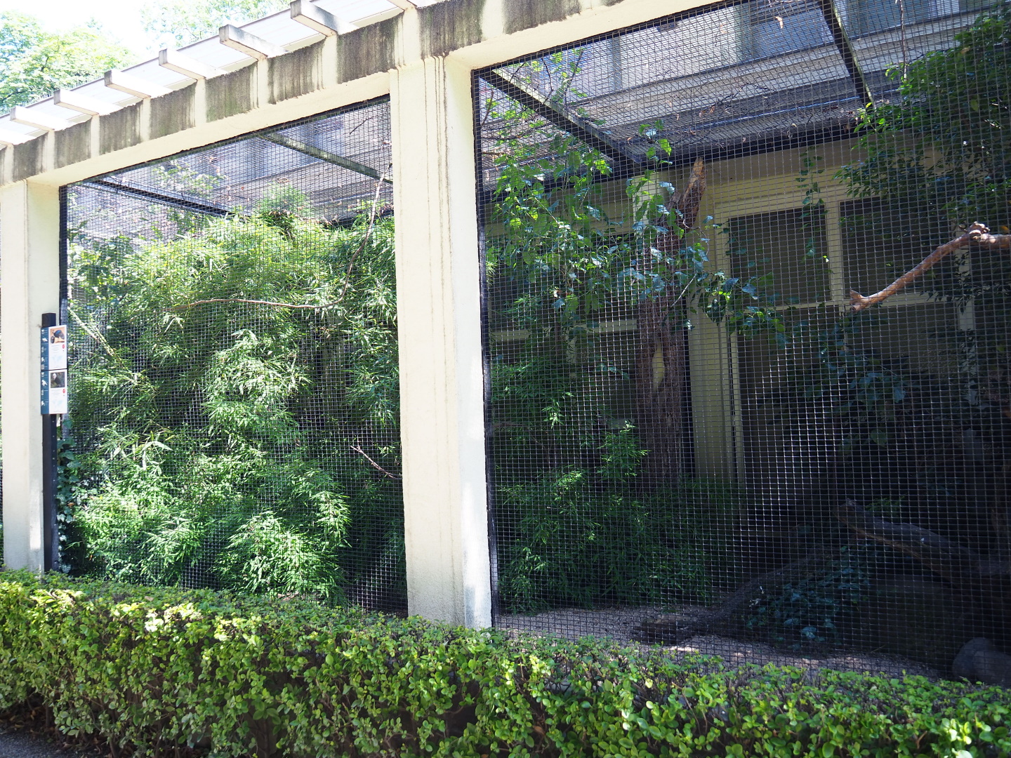 Sumatran laughingthrush and Palawan peacock-pheasant aviary, 2021-07-17