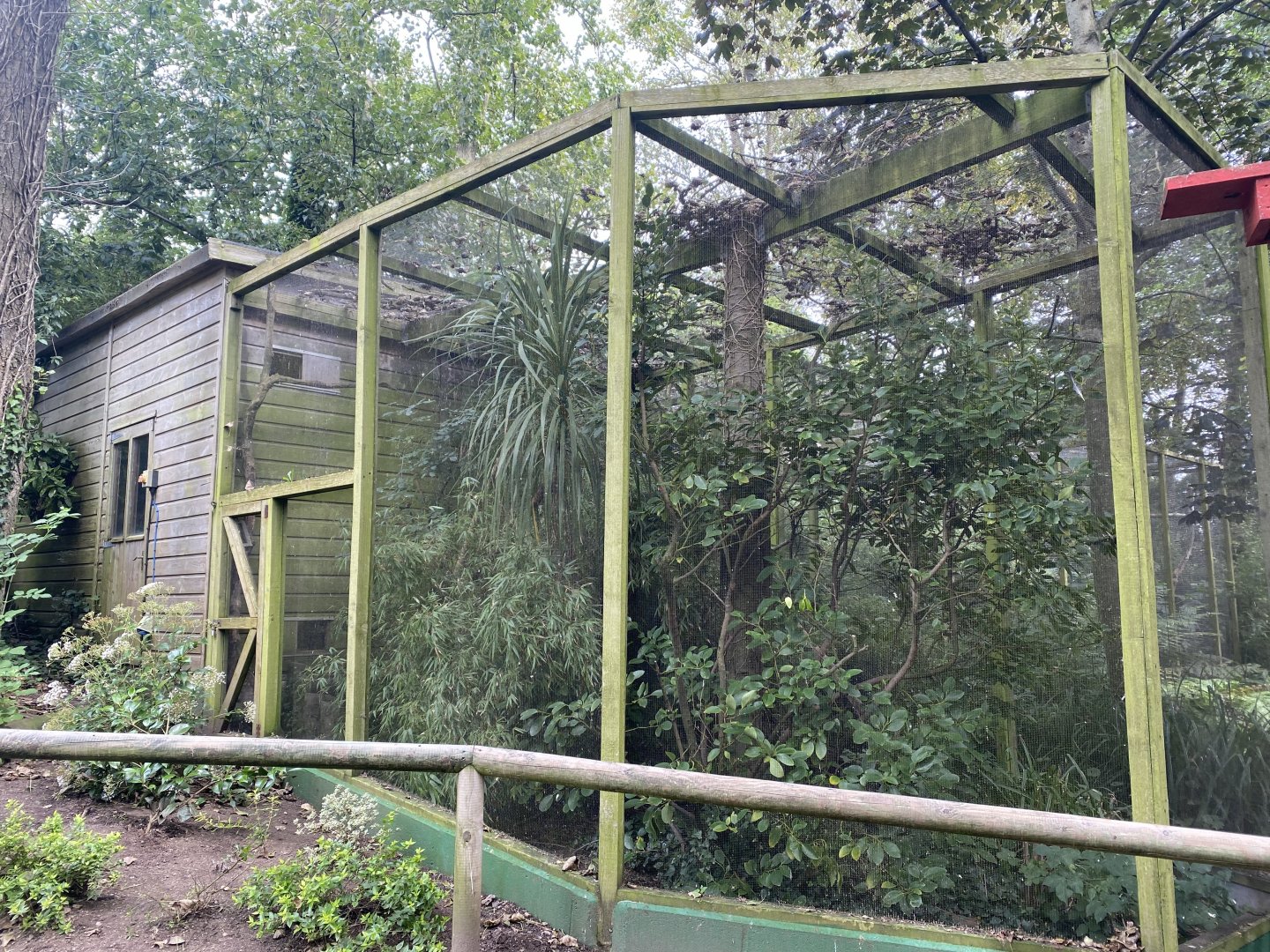 Sumatran laughingthrush aviary 070920