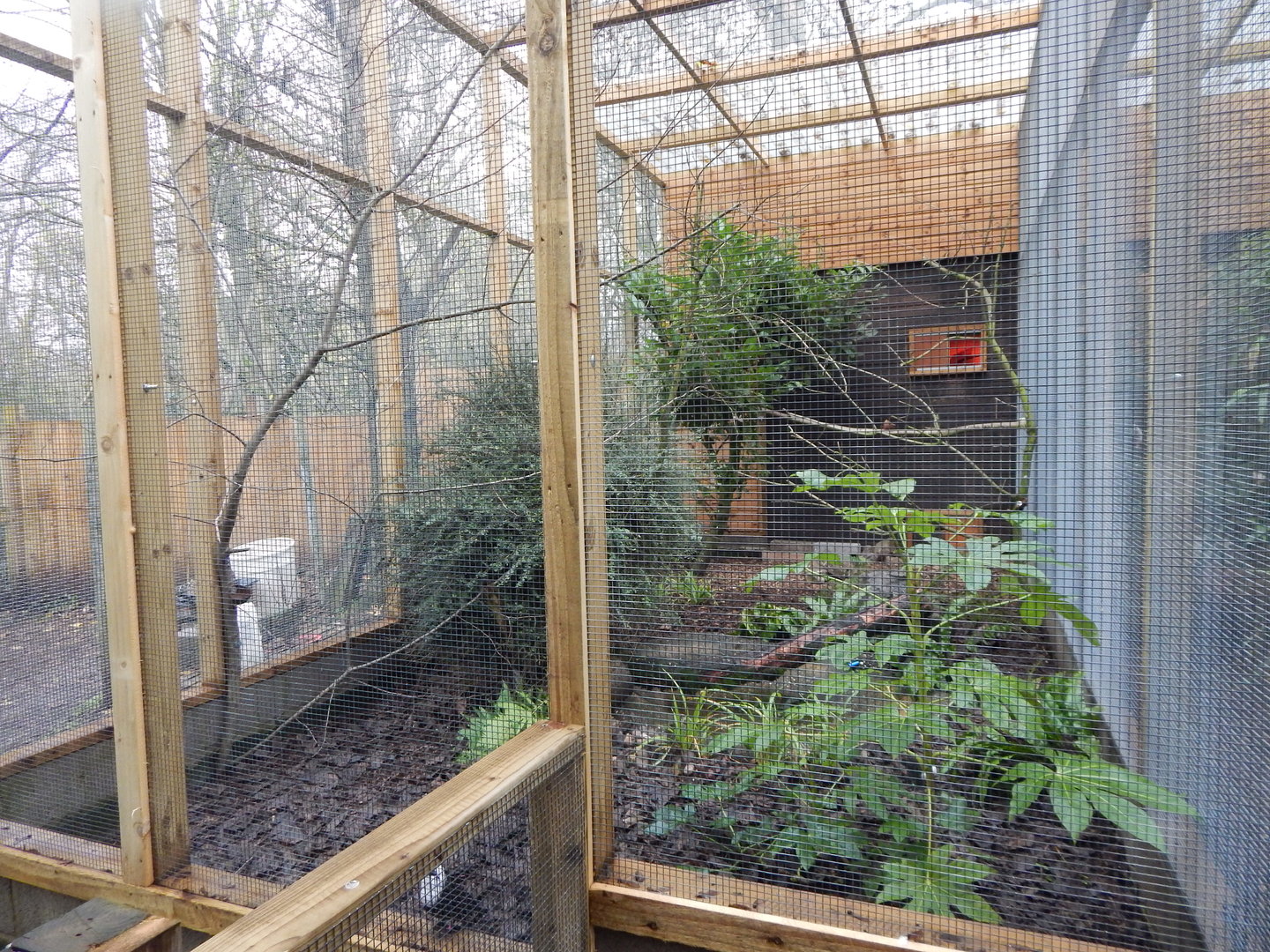 Sumatran laughingthrush aviary 241122
