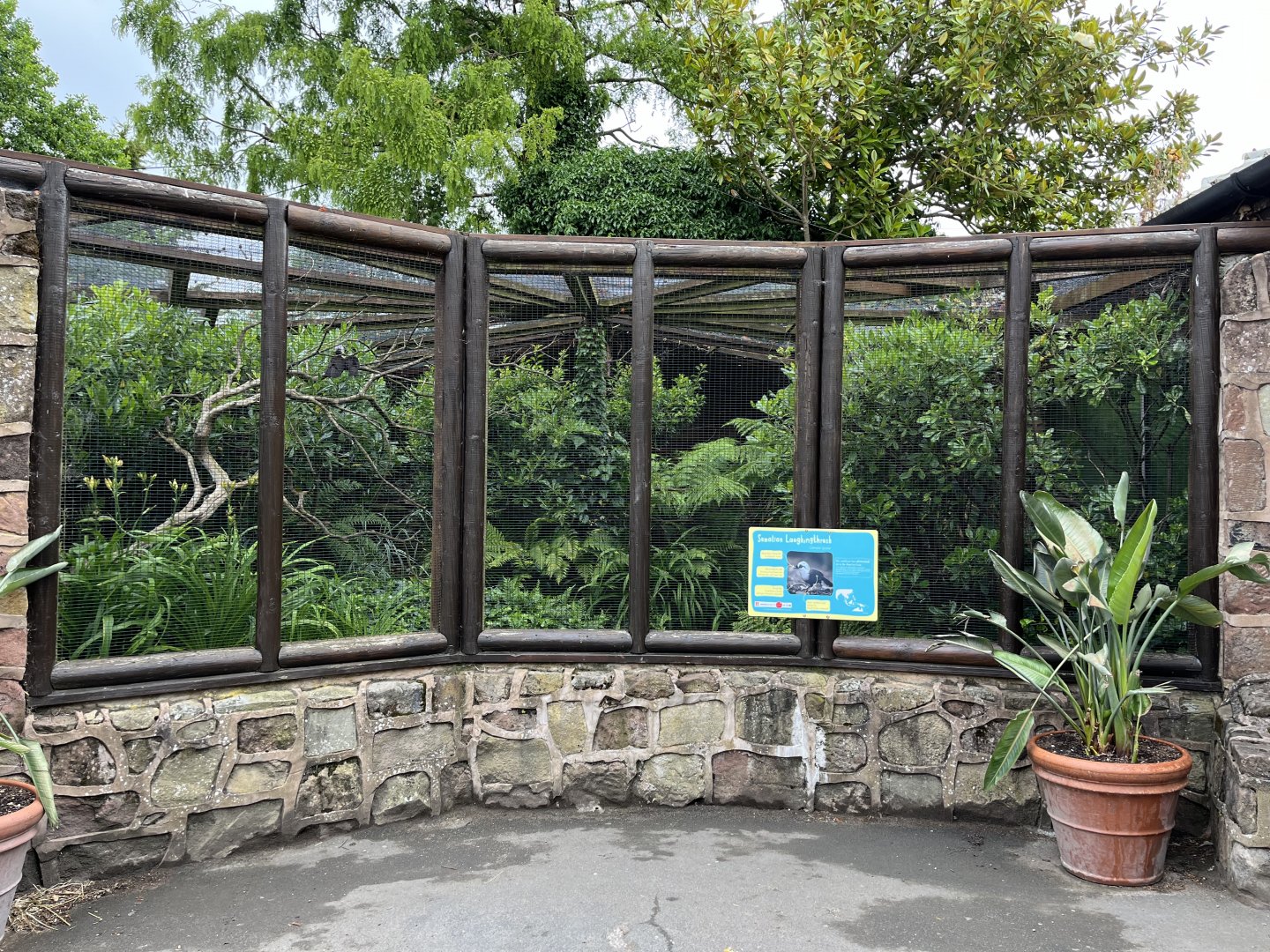 Sumatran laughingthrush aviary 29.6.24