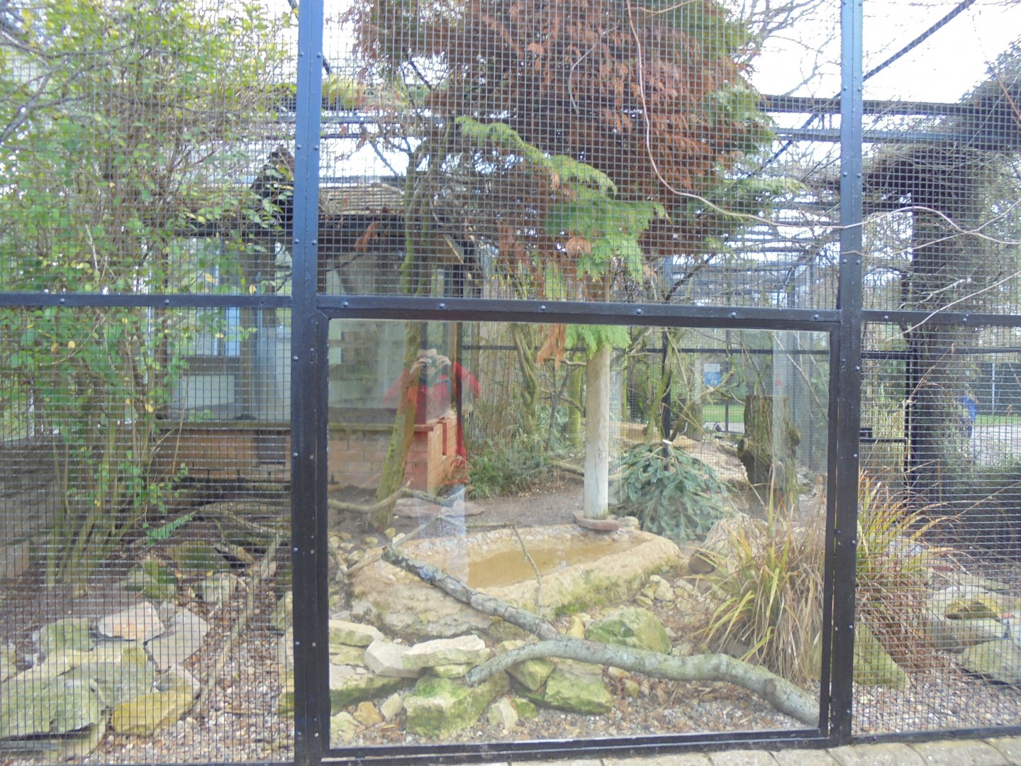 Sumatran laughingthrush aviary