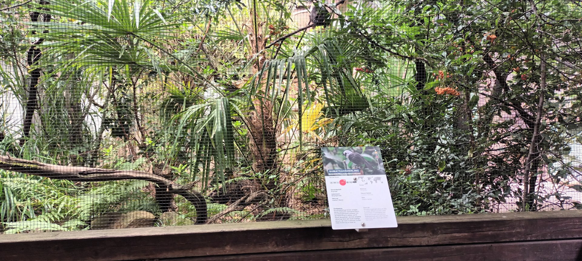 Sumatran Laughingthrush Aviary
