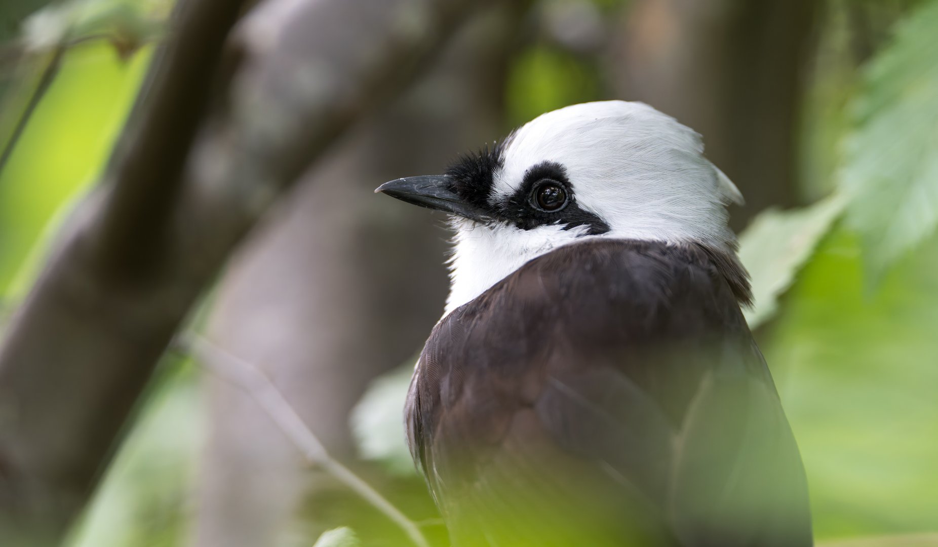 Sumatran Laughingthrush, Chester, UK
