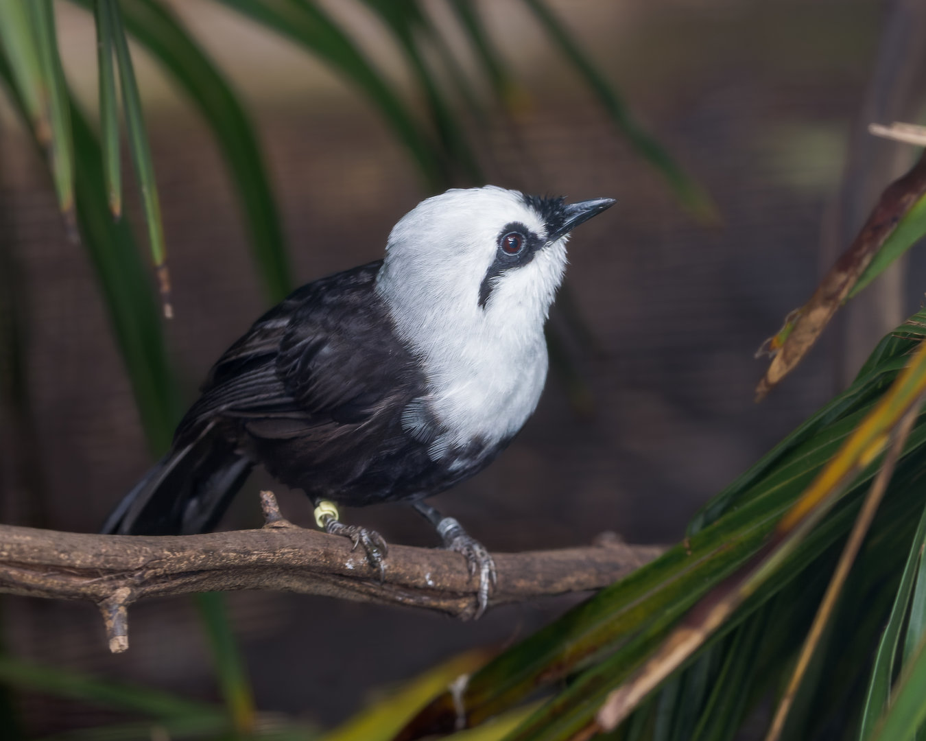 Sumatran Laughingthrush / Chester Zoo / 9-9-22