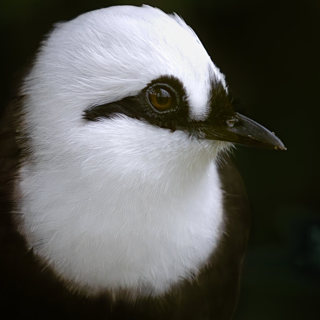 Sumatran Laughingthrush/ Cotswold Wildlife Park / 5-4-23