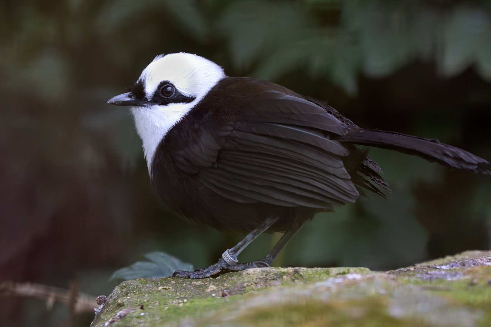 Sumatran Laughingthrush / Cotswold Wildlife Park / 5-4-23