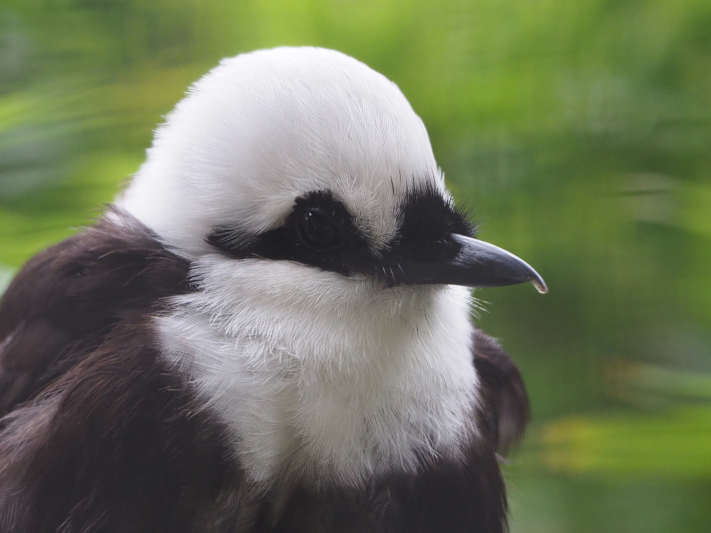 Sumatran laughingthrush (Garrulax bicolor), 2020-05-24