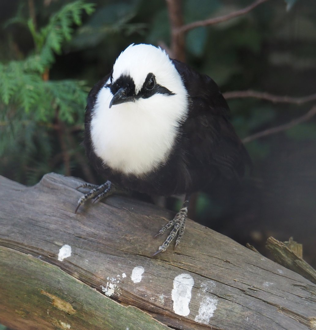Sumatran laughingthrush (Garrulax bicolor), 2020-09-20