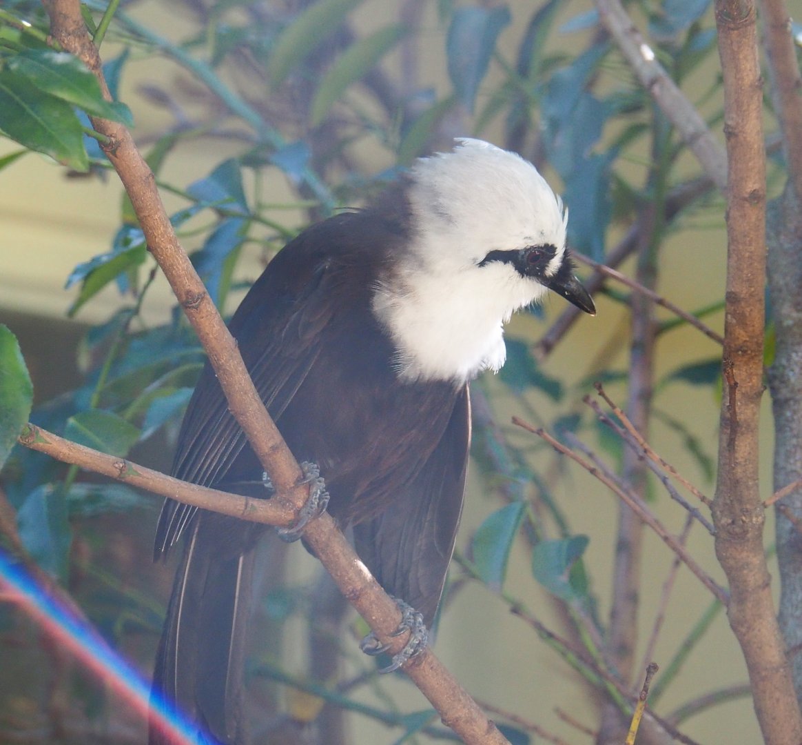 Sumatran laughingthrush (Garrulax bicolor), 2021-07-17