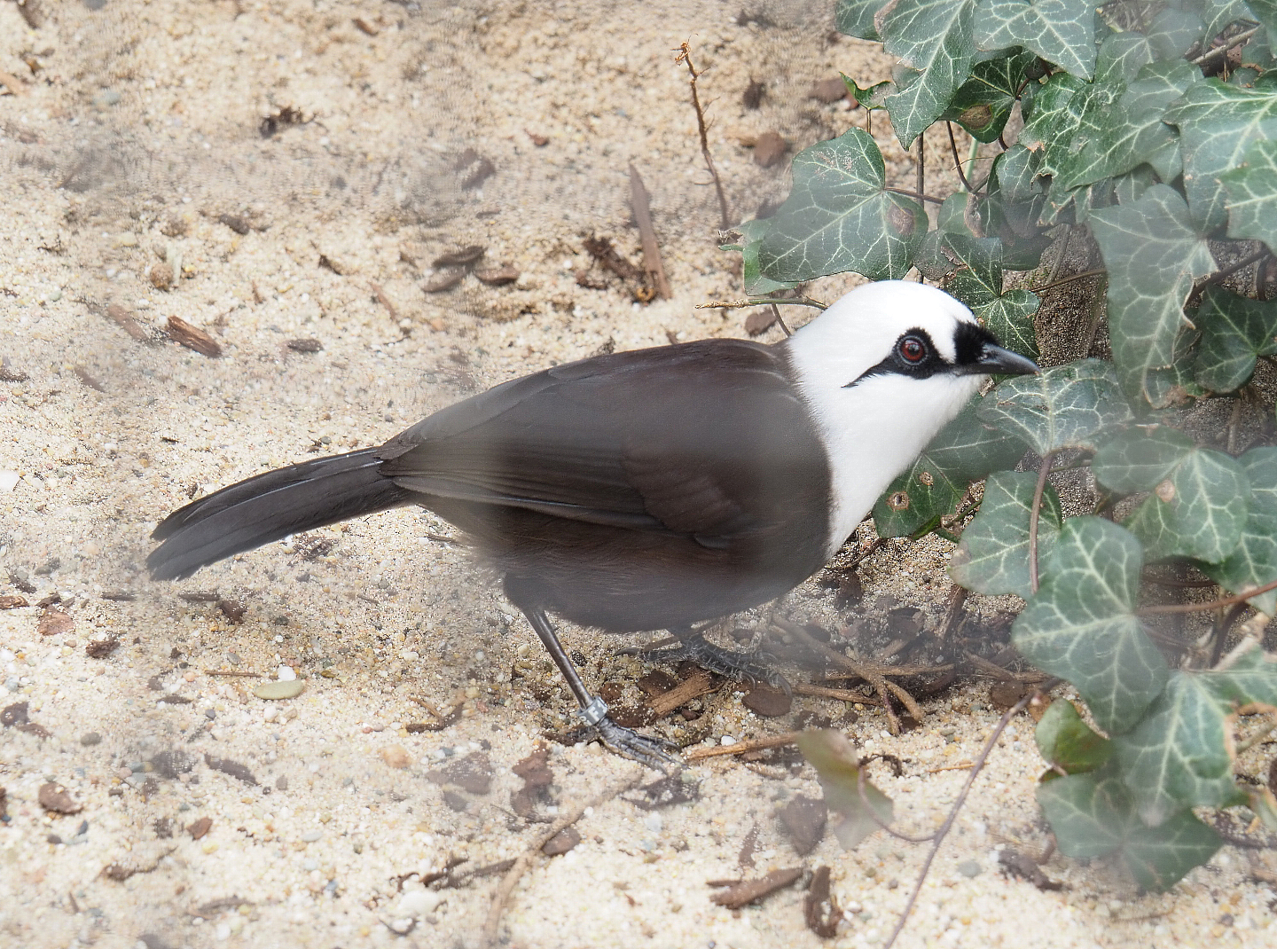 Sumatran laughingthrush (Garrulax bicolor), 2022-03-16