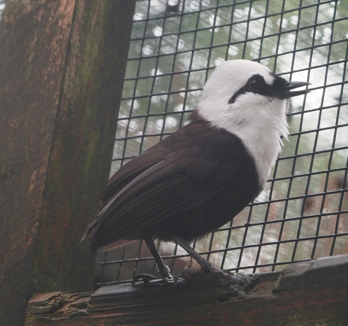 Sumatran laughingthrush (Garrulax bicolor), 2024-05-22