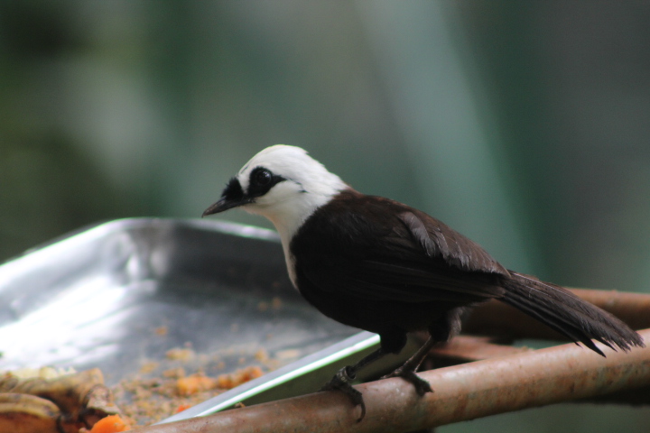 Sumatran laughingthrush (Garrulax bicolor) - Bird Park