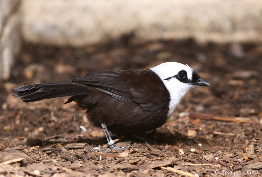 Sumatran Laughingthrush (Garrulax bicolor)