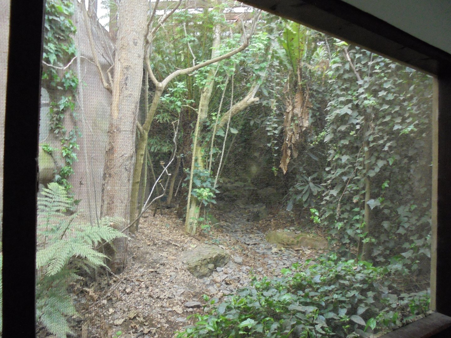 Sumatran laughingthrush (Garrulax bicolor)