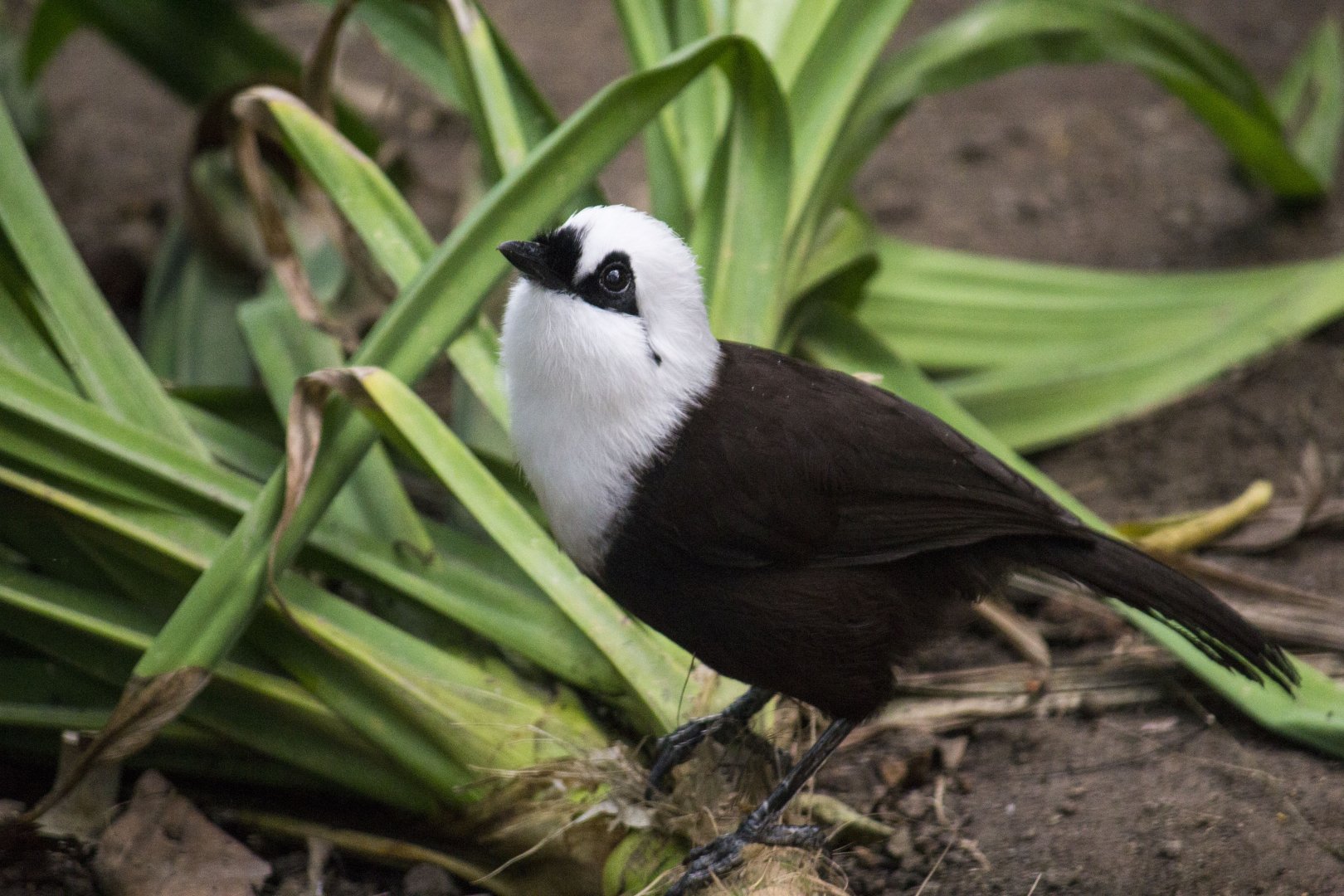 Sumatran laughingthrush, Garrulax bicolor