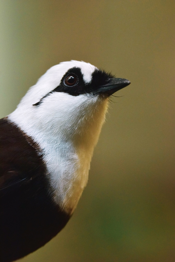 Sumatran laughingthrush (Garrulax bicolor)