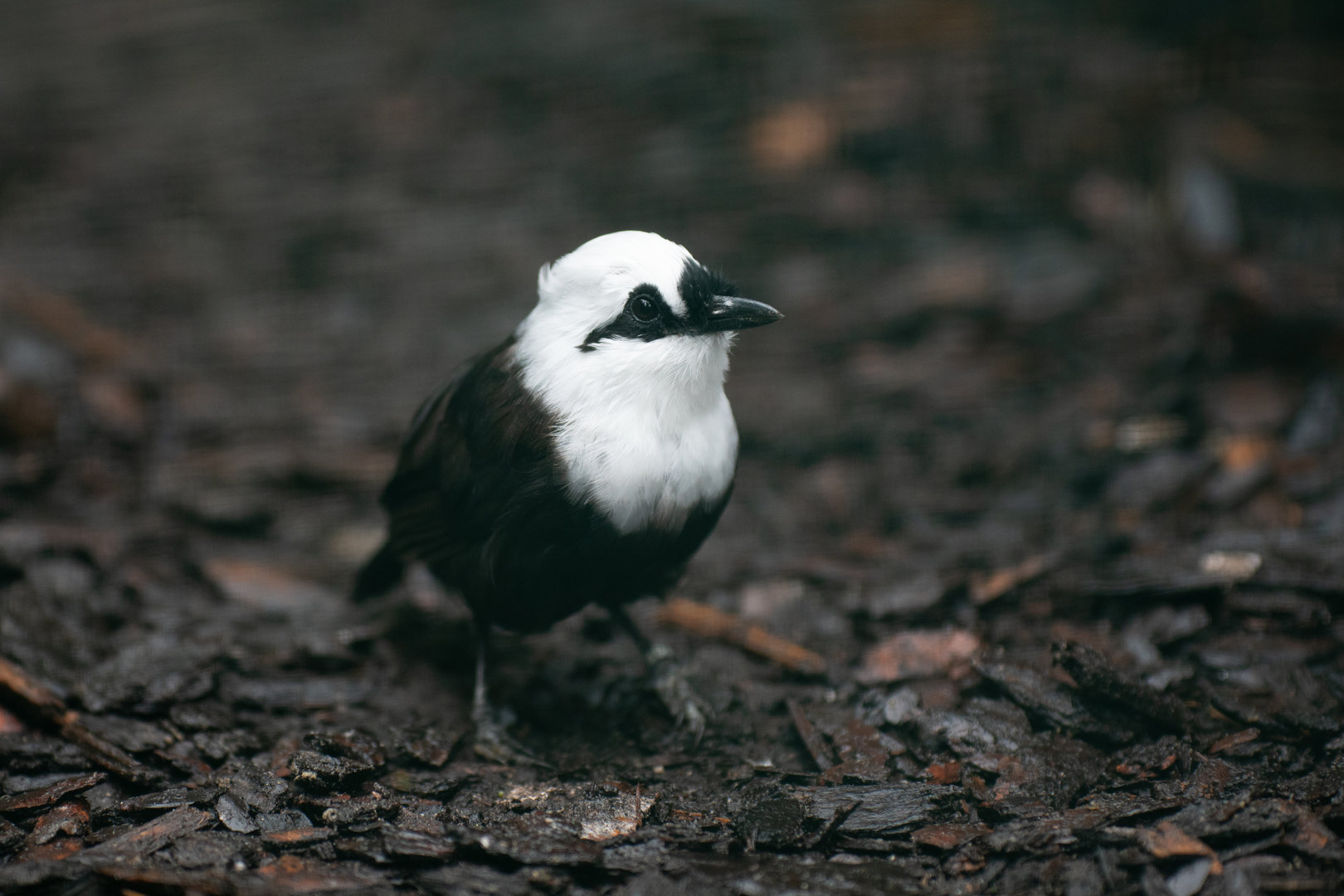 Sumatran laughingthrush (Garrulax bicolor)