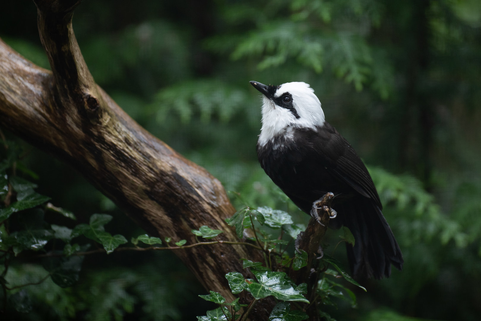 Sumatran laughingthrush (Garrulax bicolor)