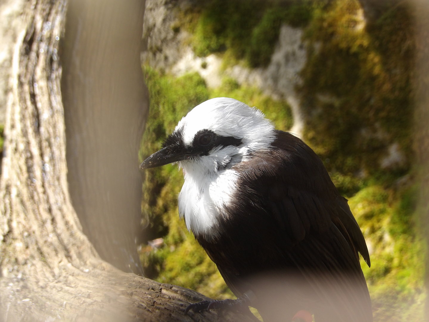 Sumatran Laughingthrush (Garrulax bicolor)