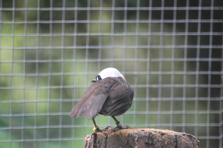 Sumatran laughingthrush (Garrulax bicolor)