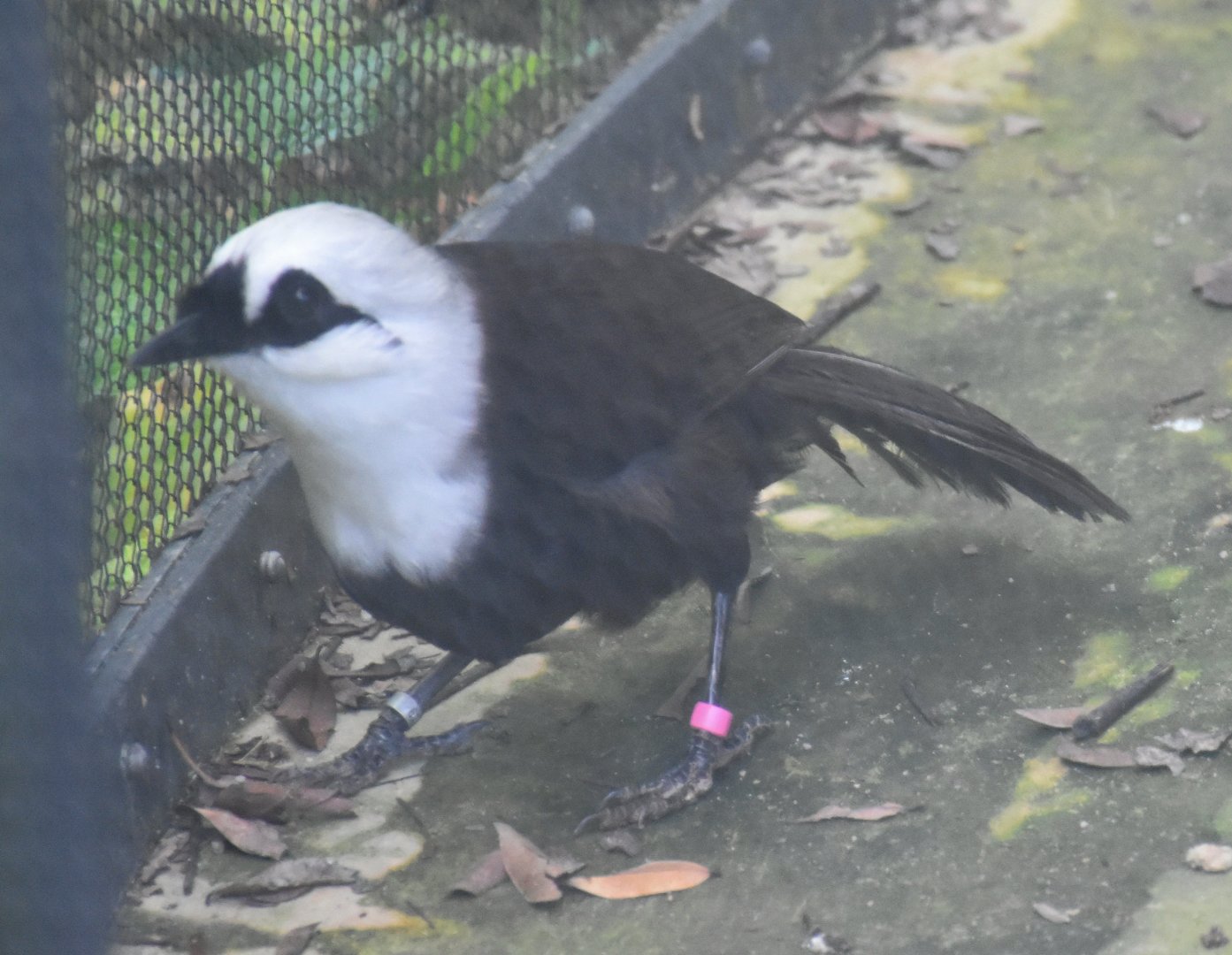Sumatran Laughingthrush (Garrulax bicolor)