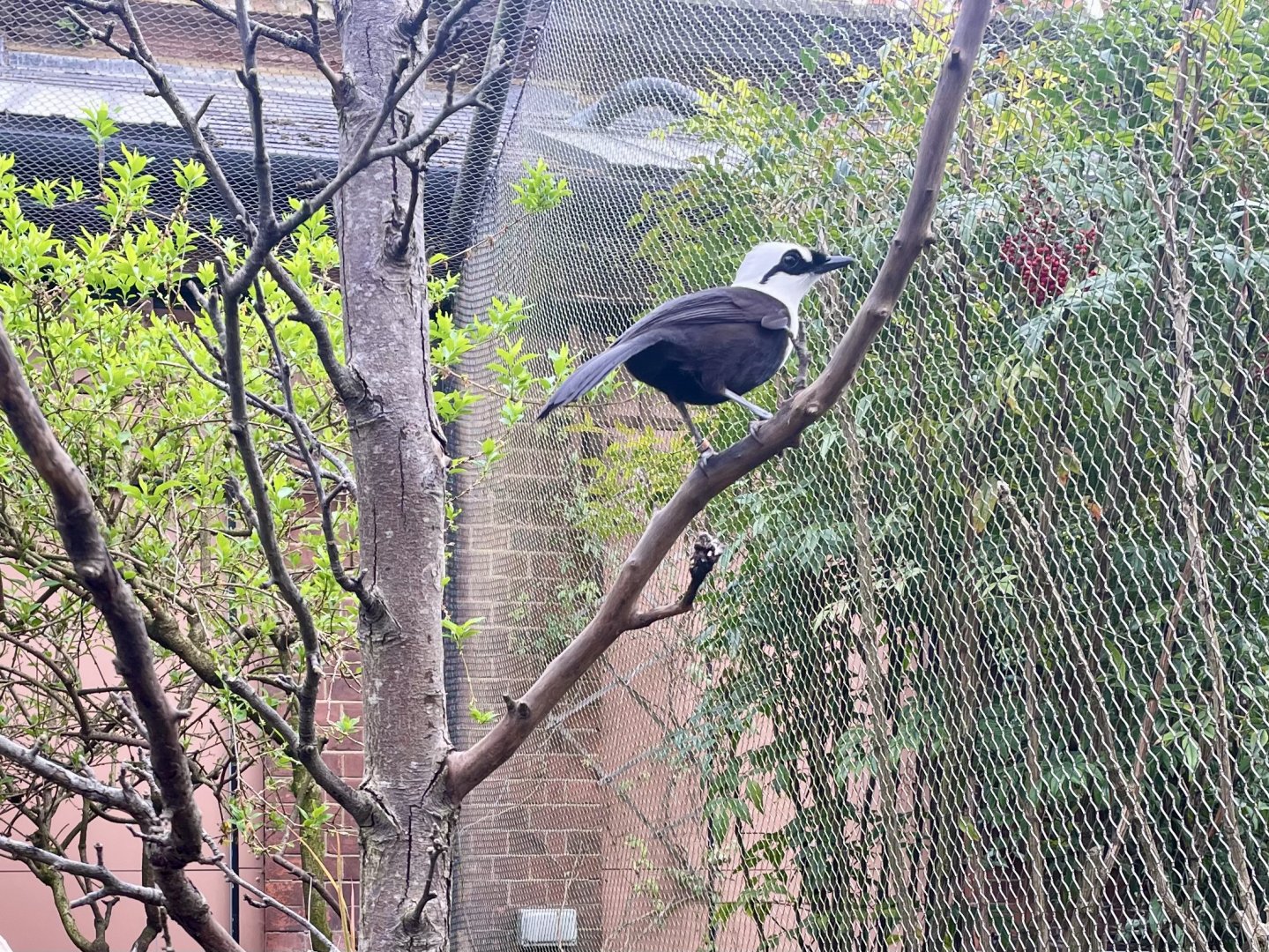 Sumatran Laughingthrush, Garrulax bicolor
