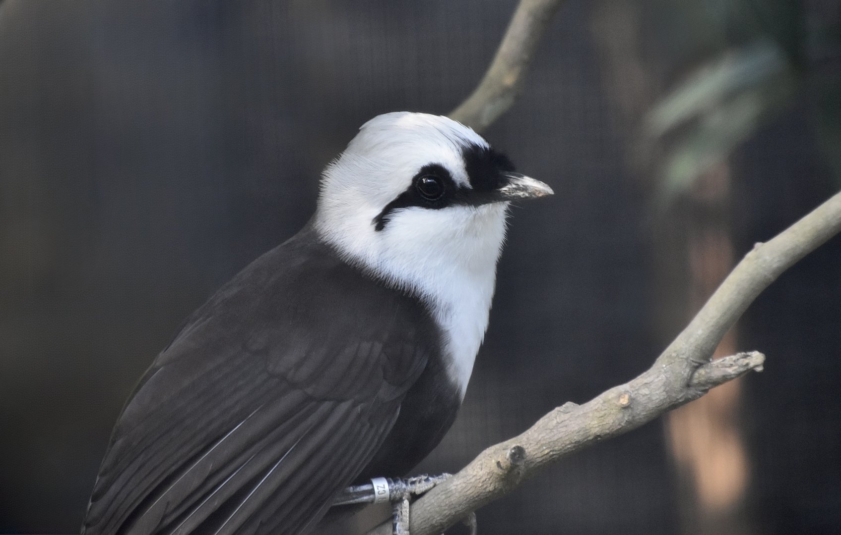 Sumatran Laughingthrush (Garrulax bicolor)