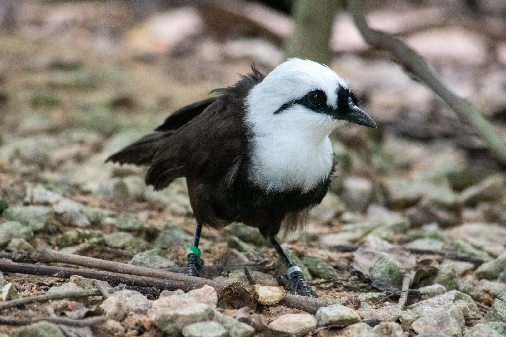 Sumatran Laughingthrush (Garruluax bicolor)
