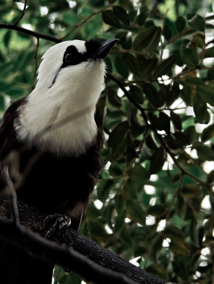 Sumatran Laughingthrush (Garruluax bicolor)