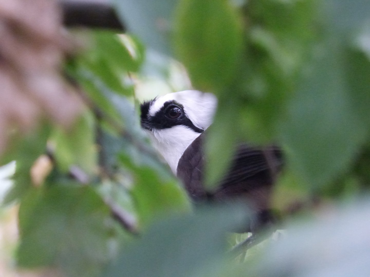 Sumatran Laughingthrush in the new aviary