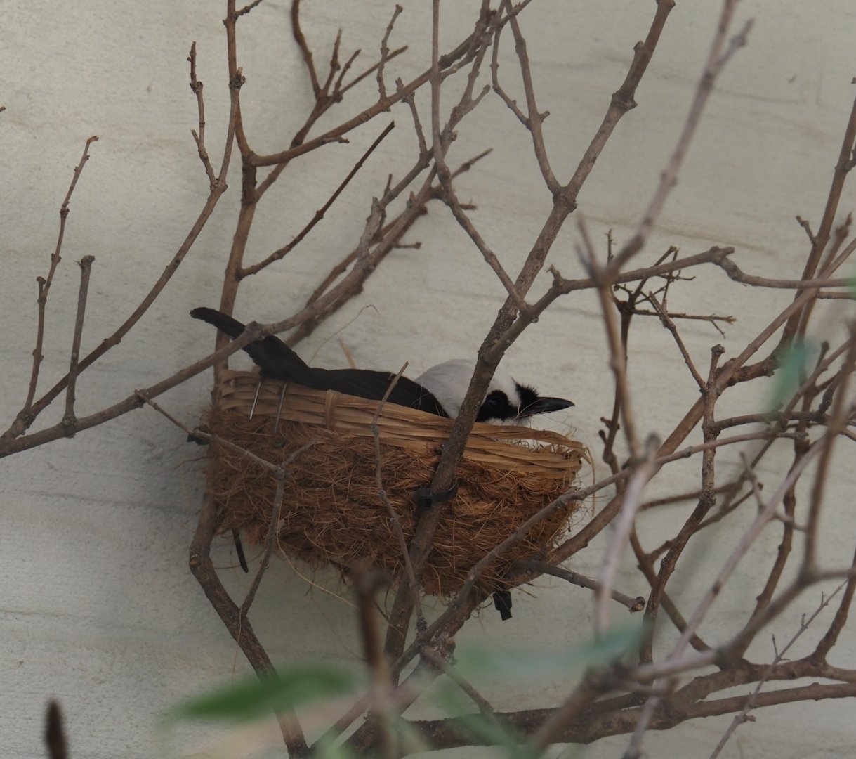 Sumatran laughingthrush on nest (Garrulax bicolor), 2025-05-14