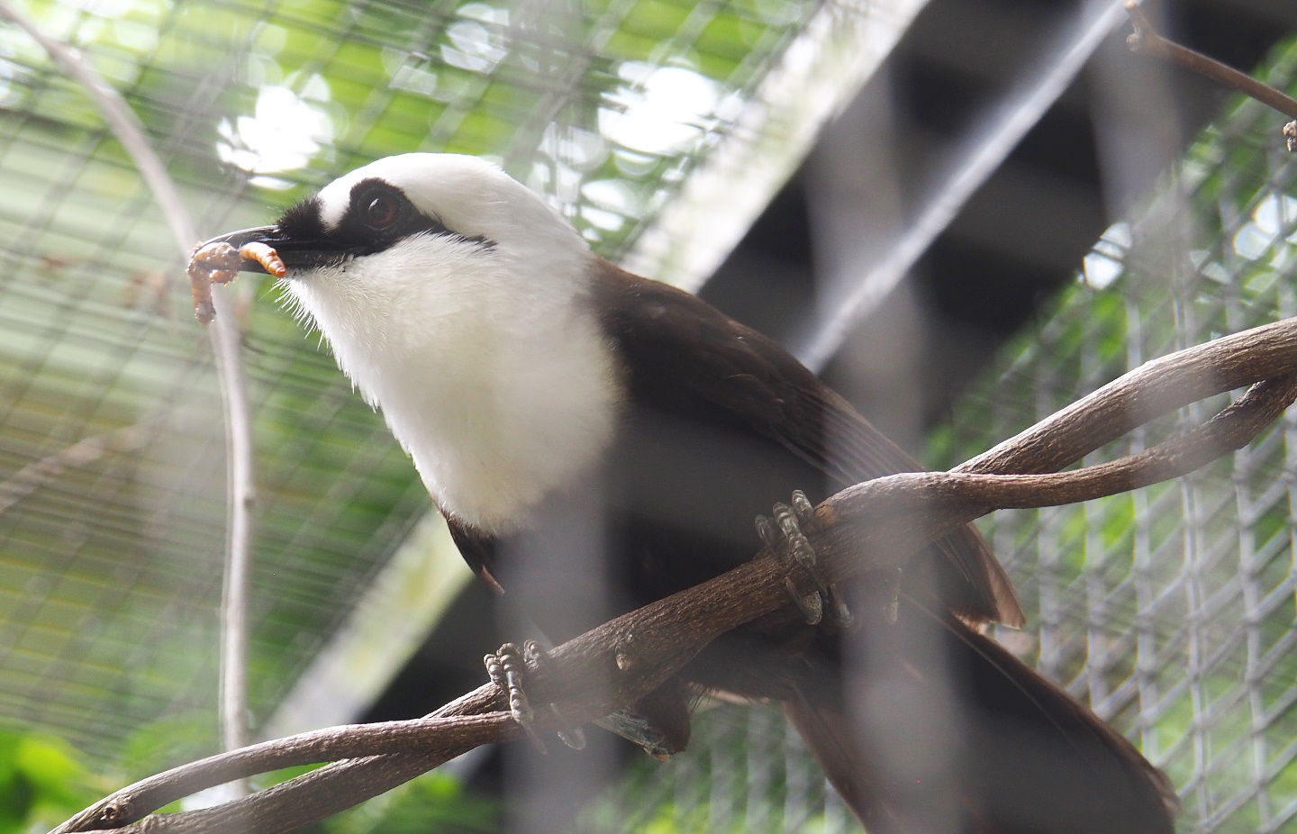 Sumatran laughingthrush or Black-and-white laughingthrush (Garrulax bicolor), 2021-06-12