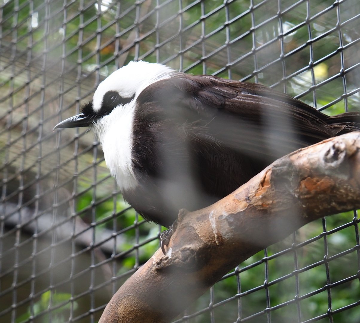 Sumatran laughingthrush or Black-and-white laughingthrush (Garrulax bicolor), 2021-06-12