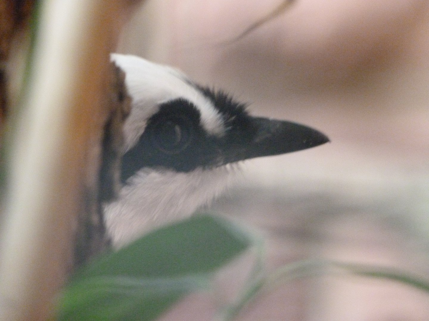Sumatran laughingthrush -Tierpark Berlin (2024)