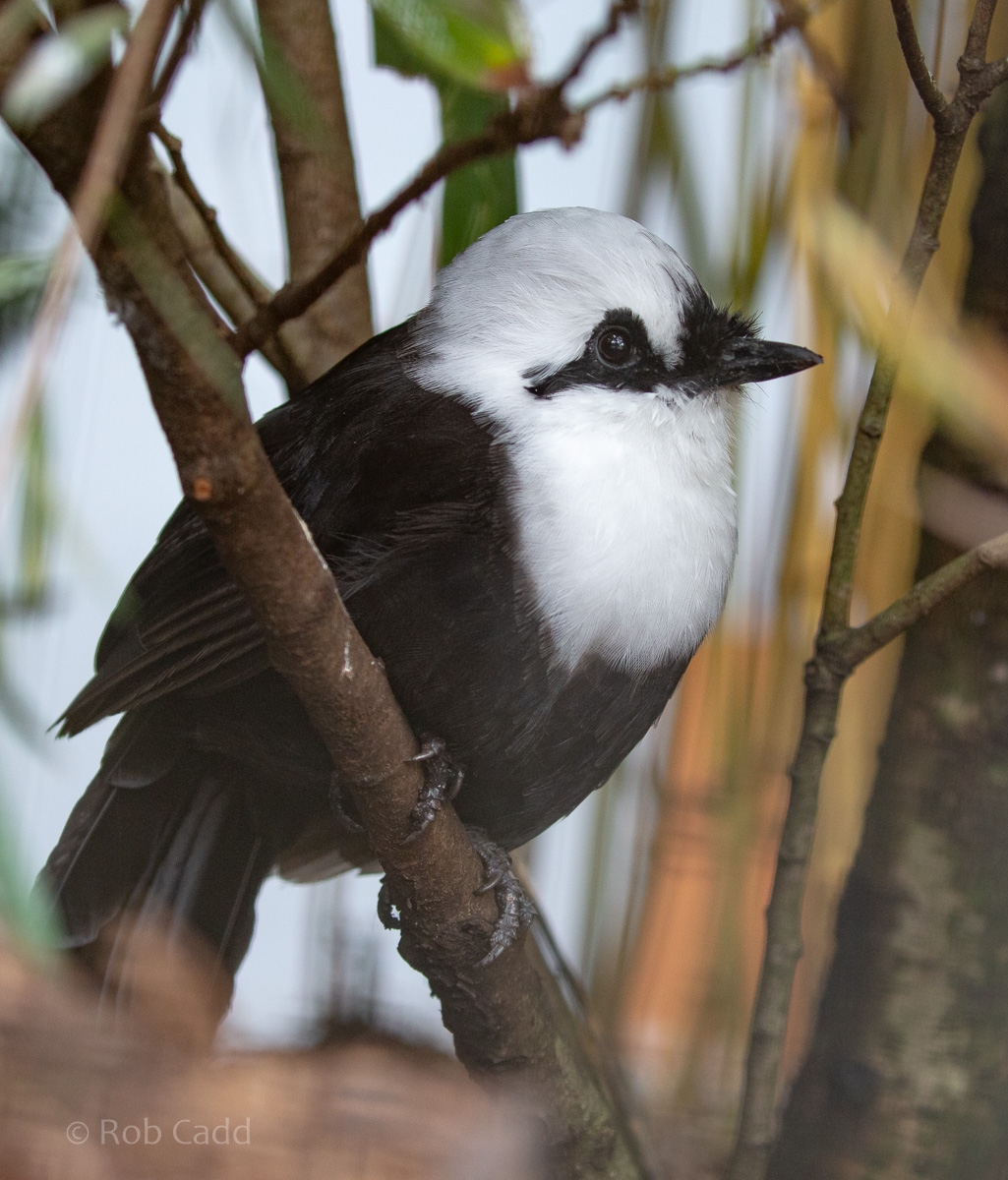 Sumatran laughingthrush : Waddesdon : 04 Oct 2019