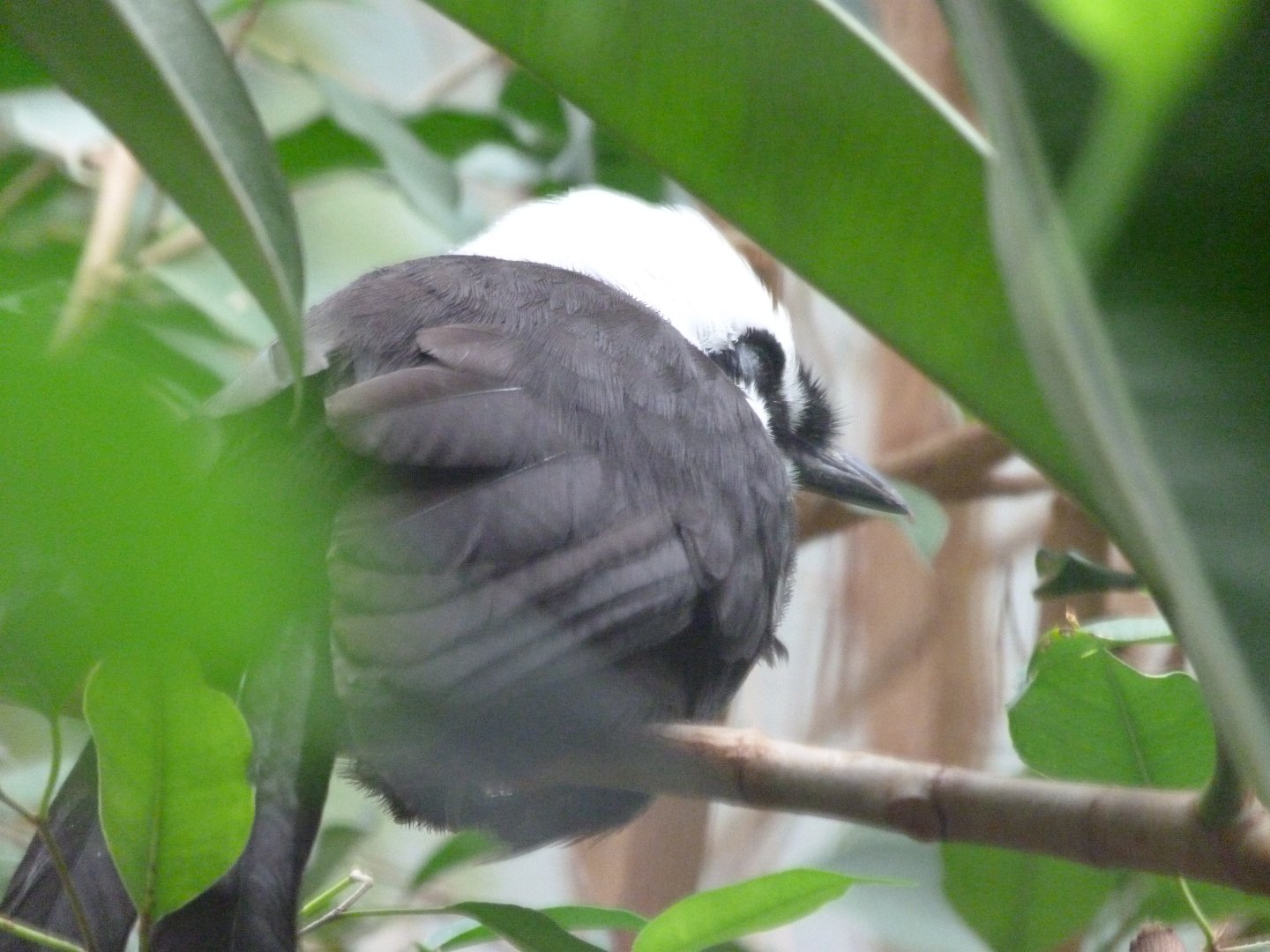 Sumatran laughingthrush -Zoologischer Garten Berlin (2024)