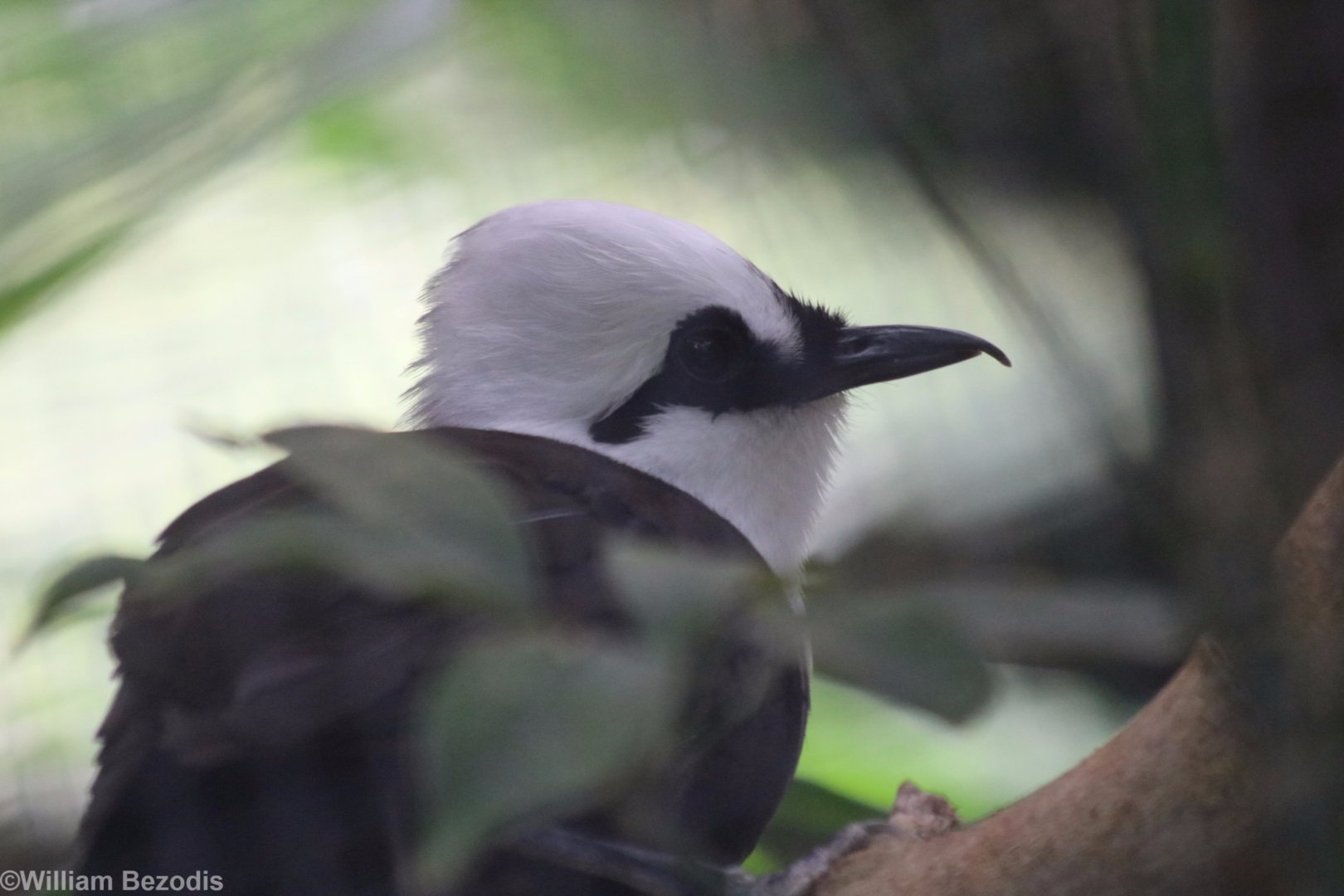 Sumatran Laughingthrush