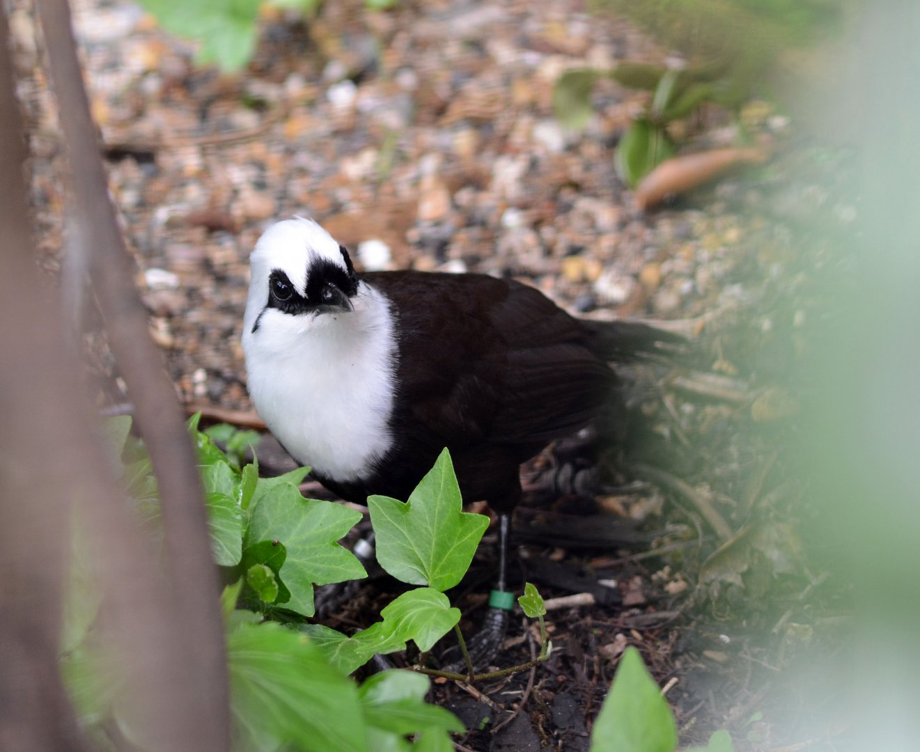 Sumatran Laughingthrush