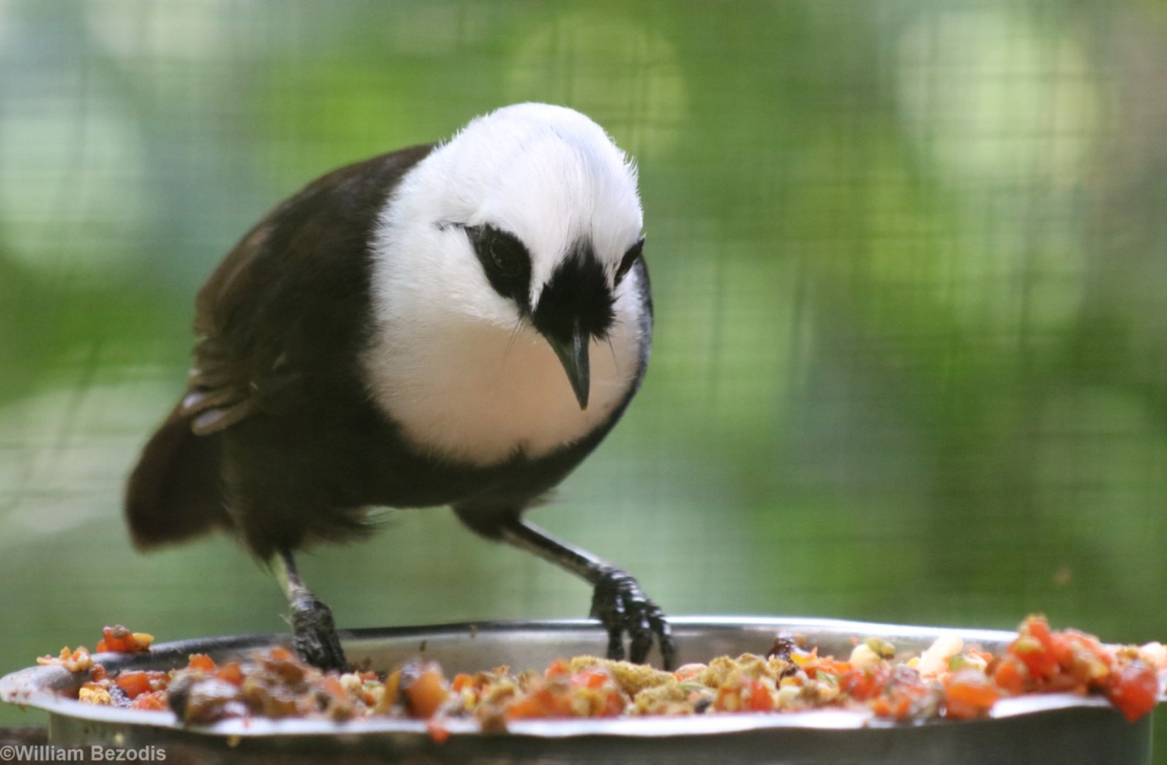 Sumatran Laughingthrush