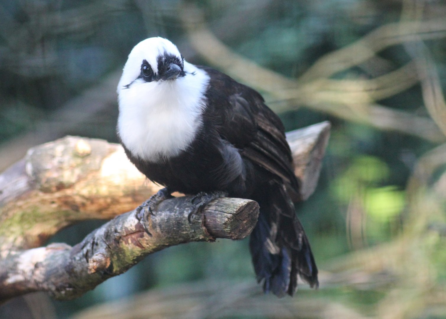 Sumatran laughingthrush
