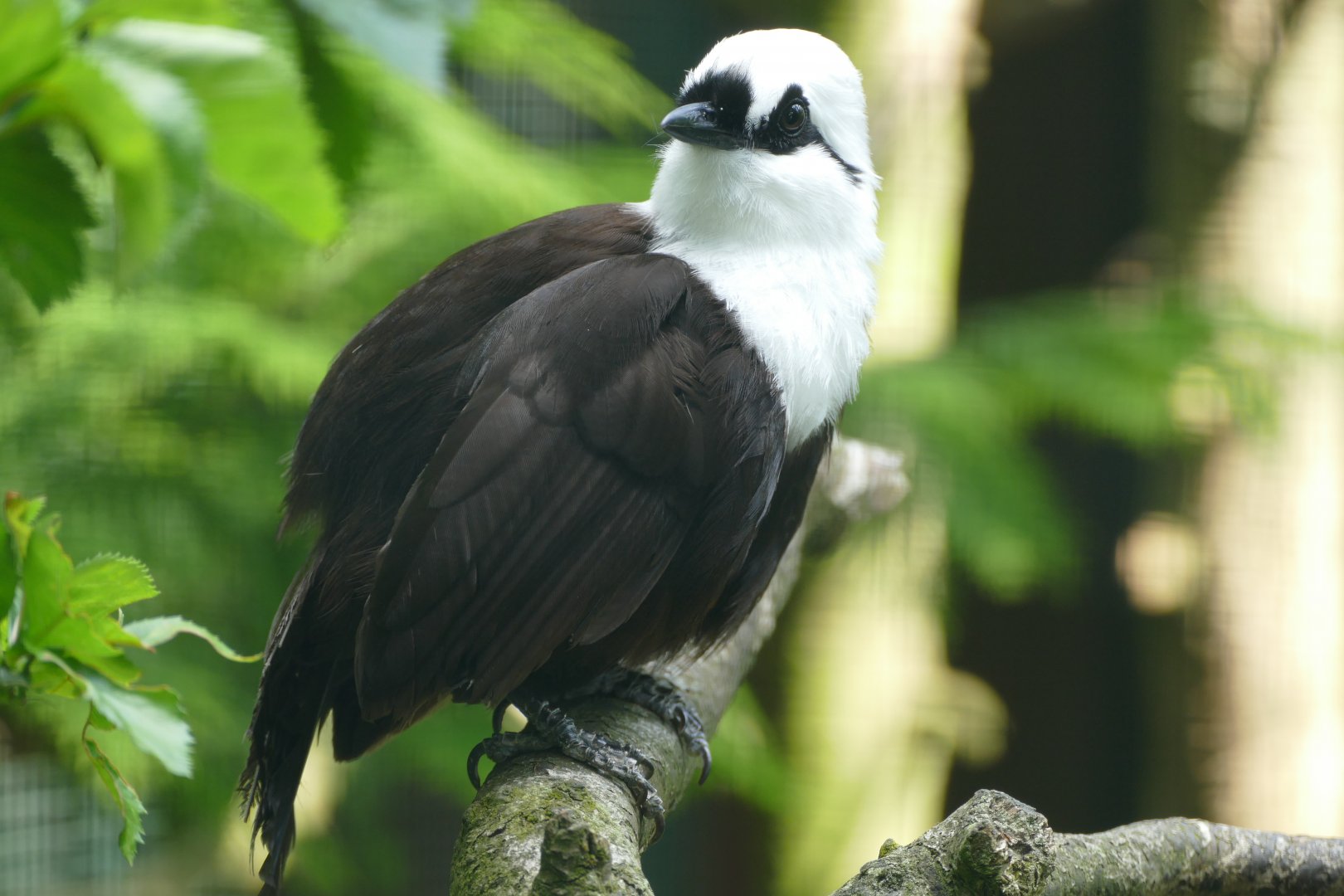 Sumatran laughingthrush