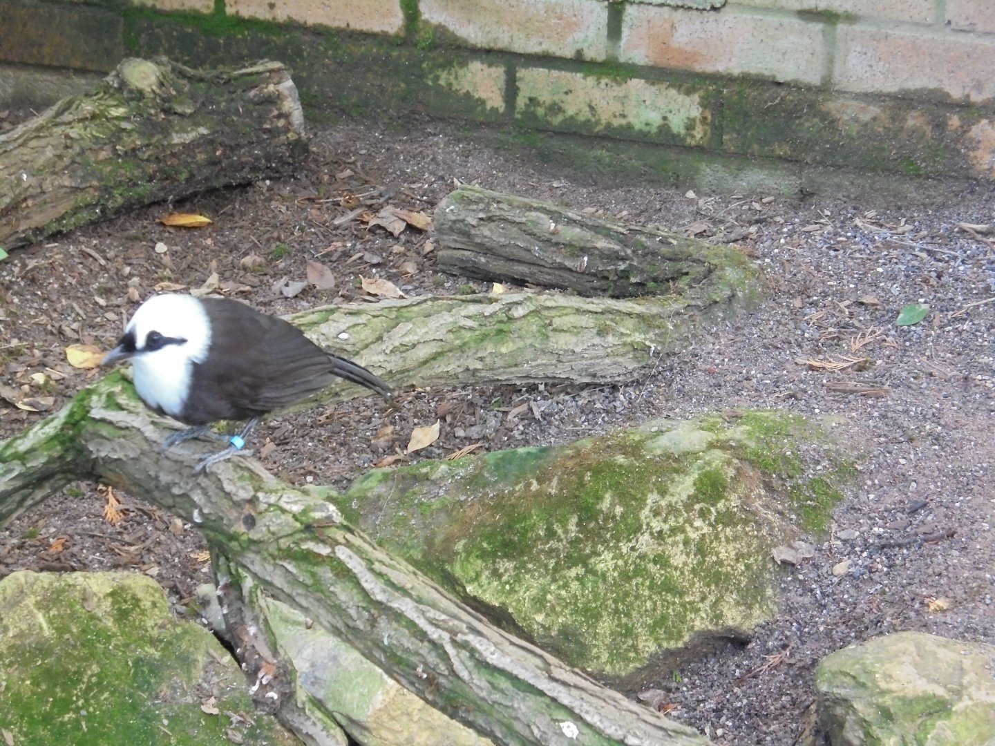 Sumatran laughingthrush