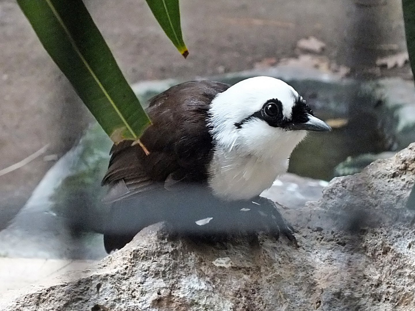 Sumatran laughingthrush