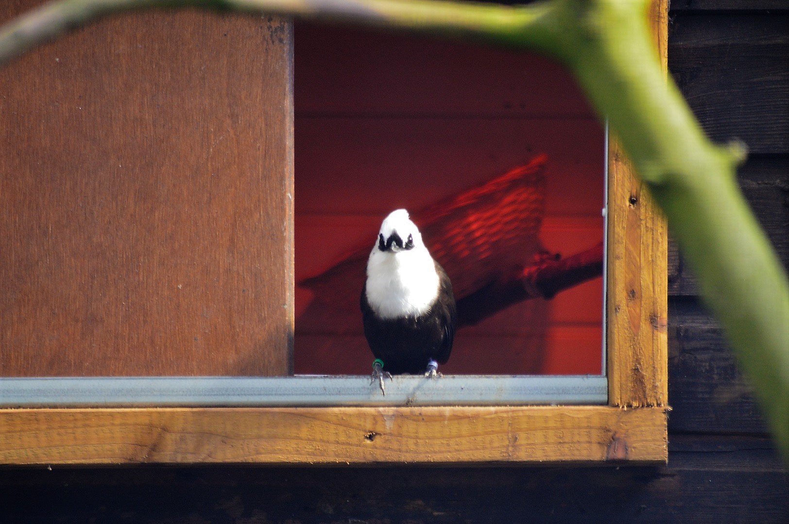 Sumatran laughingthrush