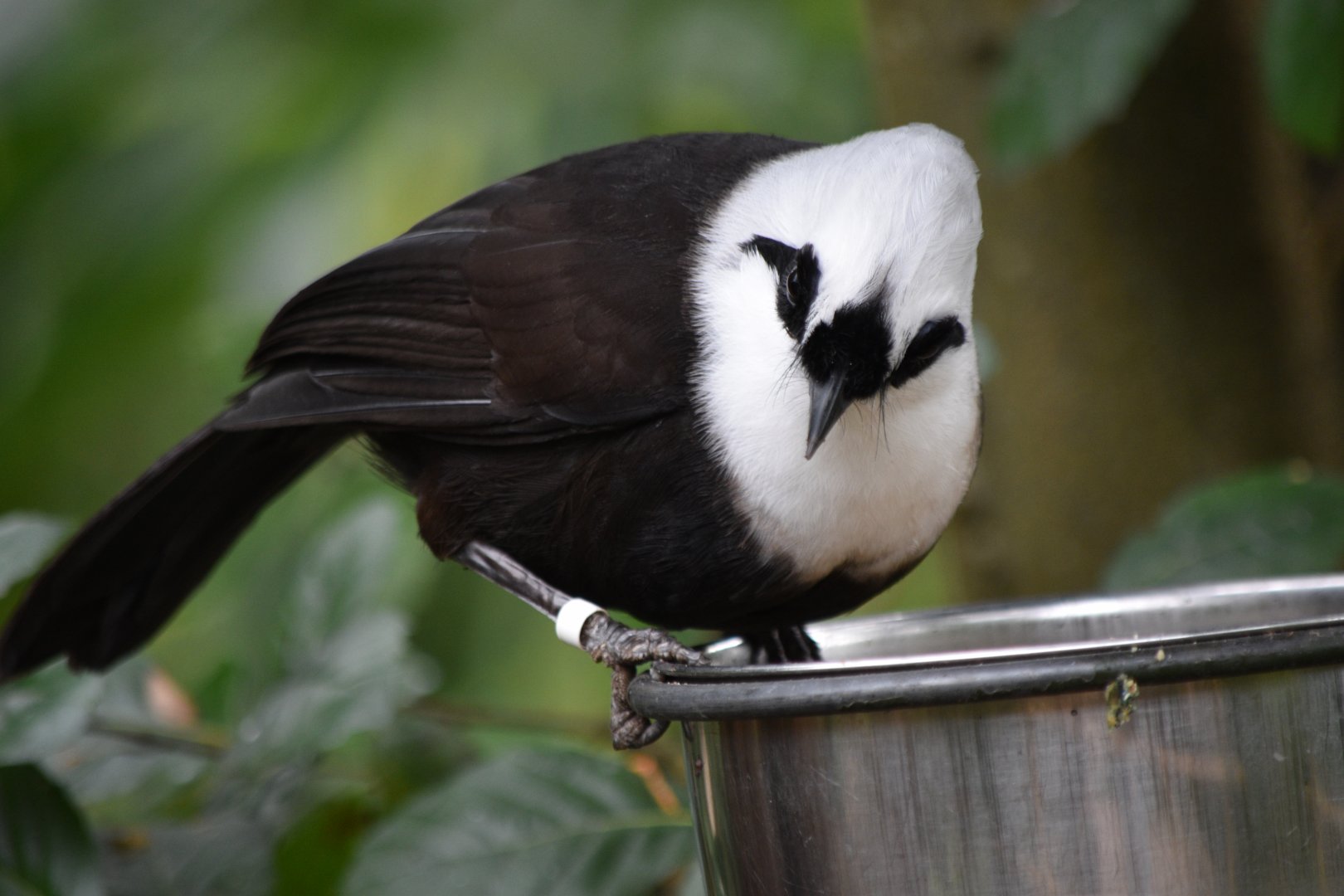 Sumatran laughingthrush