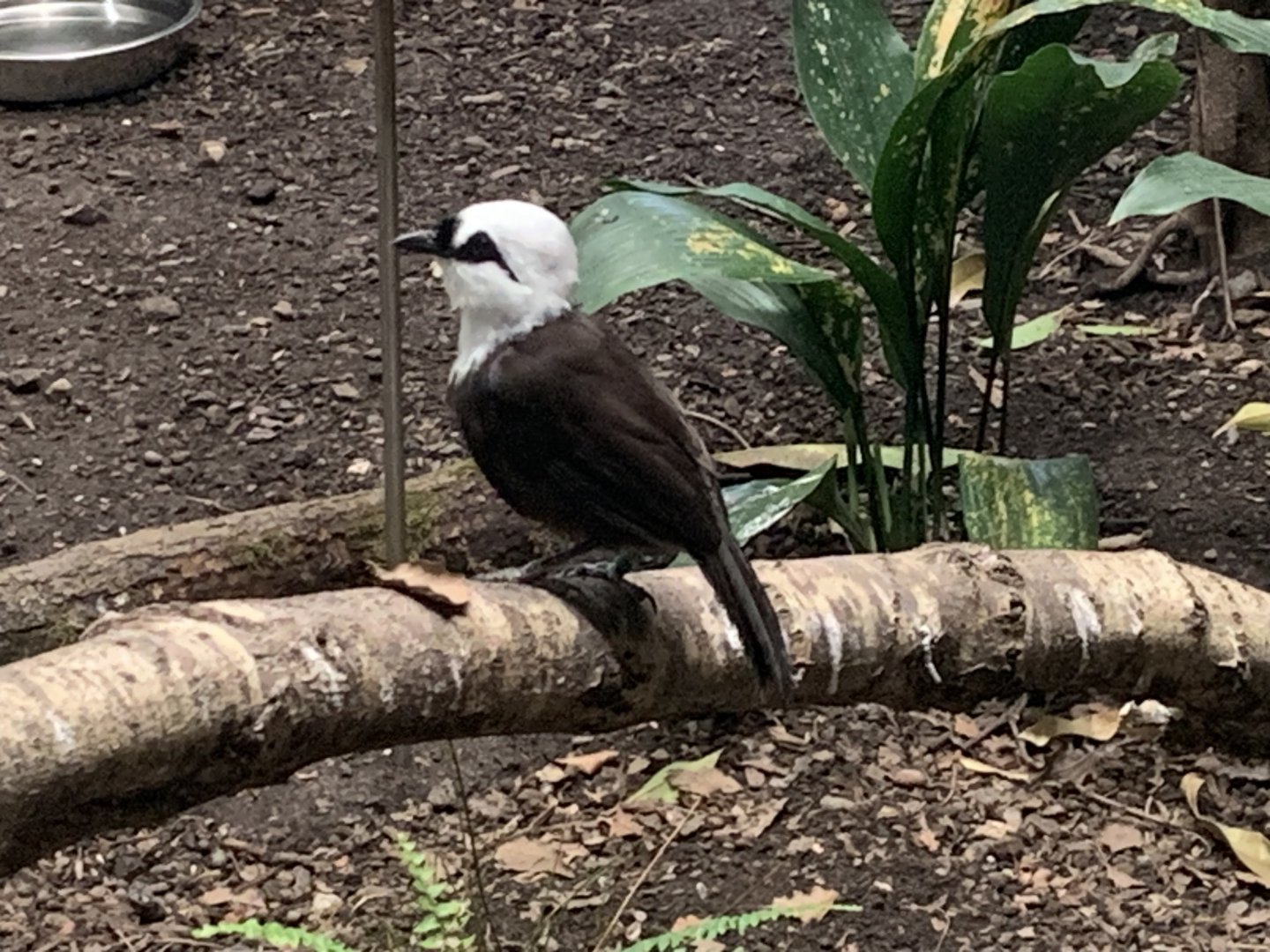 Sumatran laughingthrush