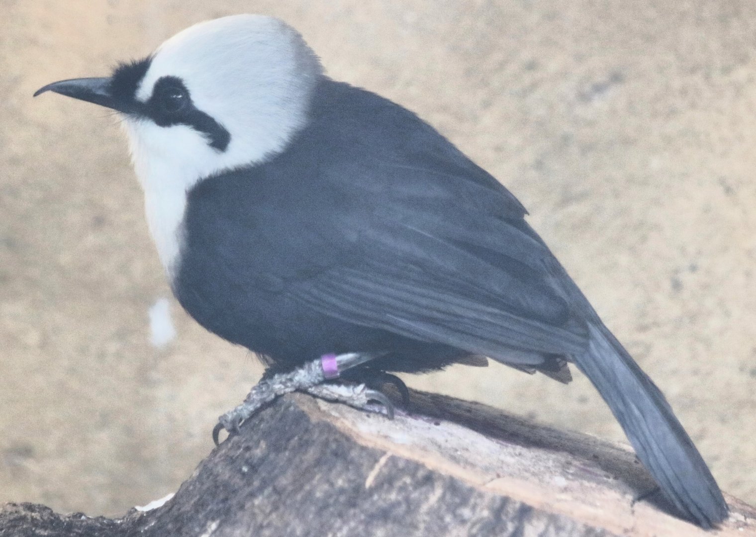 Sumatran Laughingthrush
