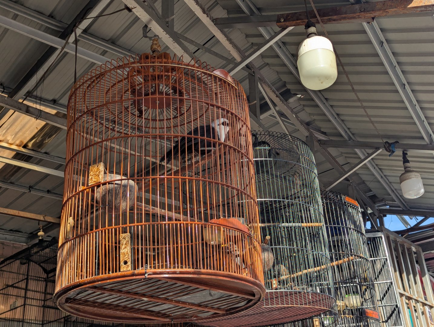 Sumatran Laughingthrush